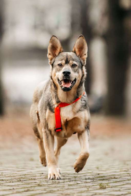 Собаки в Москве: Харизматичная Булка ищет дом Девочка, Бесплатно - фото 6