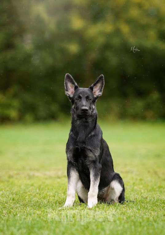 Собаки в Санкт-Петербурге: Верный друг Мирабилис (подрощенный щенок) Девочка, 45 000 руб. - фото 3