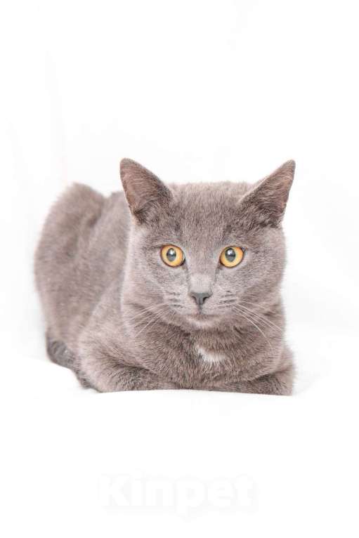 Кошки в Москве: Север, метис британского кота Мальчик, Бесплатно - фото 2