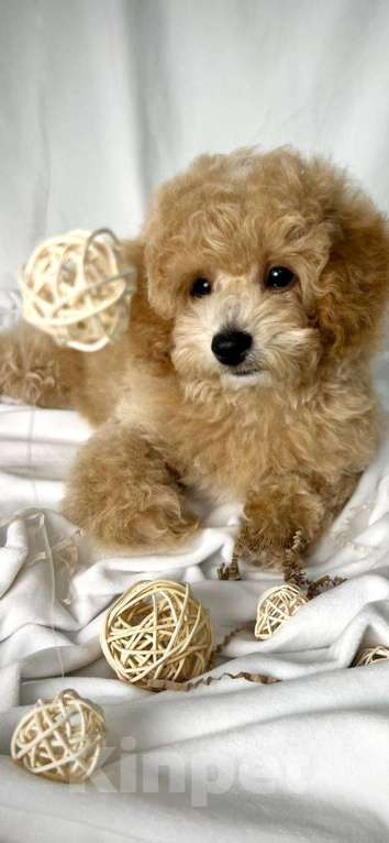 Собаки в Москве: Мальтипу щенки Мальчик, 100 000 руб. - фото 1