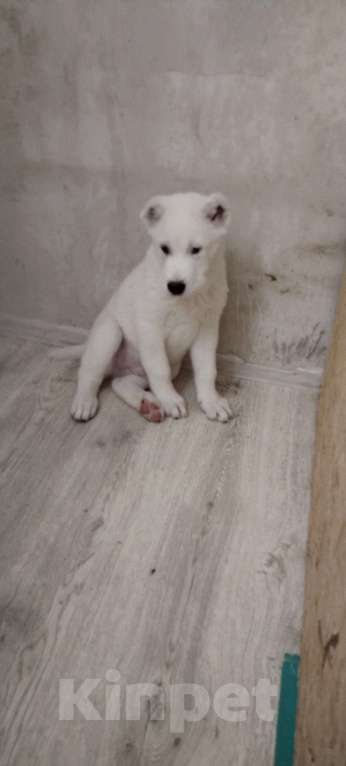 Собаки в Перми: Щенки САО  Мальчик, Бесплатно - фото 4