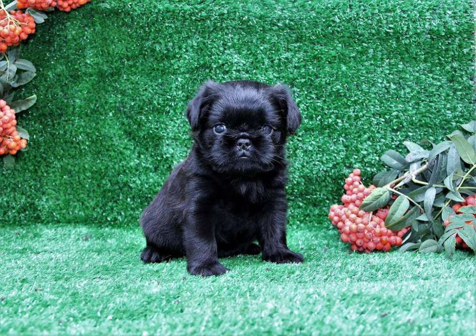 Собаки в Новосибирске: щенок  бельгийского гриффона ( документы UCI Девочка, Бесплатно - фото 4