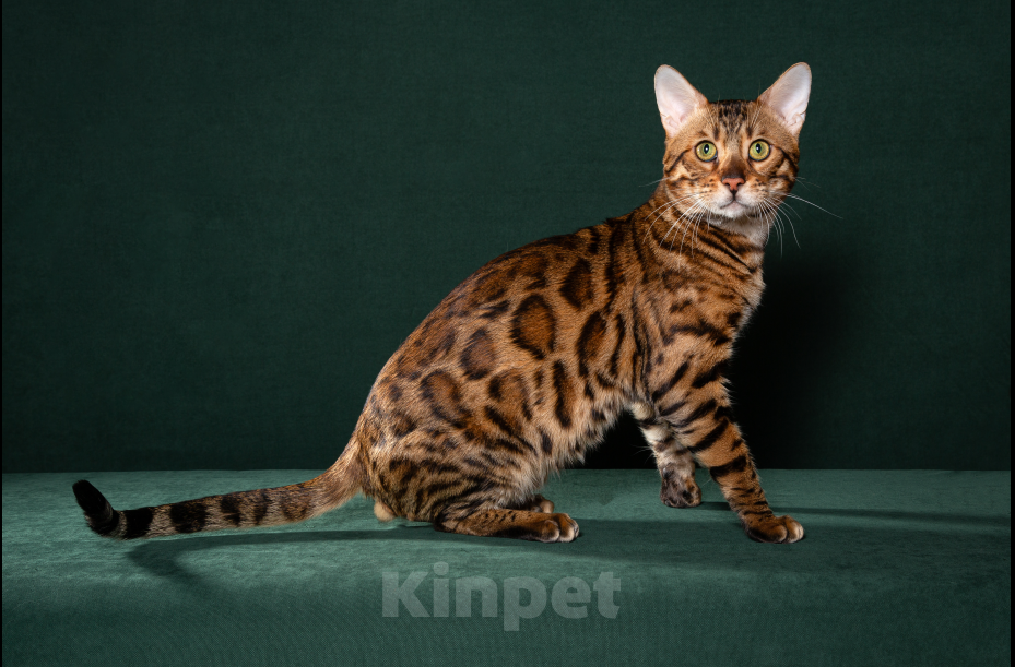 Кошки в Екатеринбурге: GRACE EKT"S  RICHARD - бенгальский кот в разведение! Мальчик, Бесплатно - фото 2