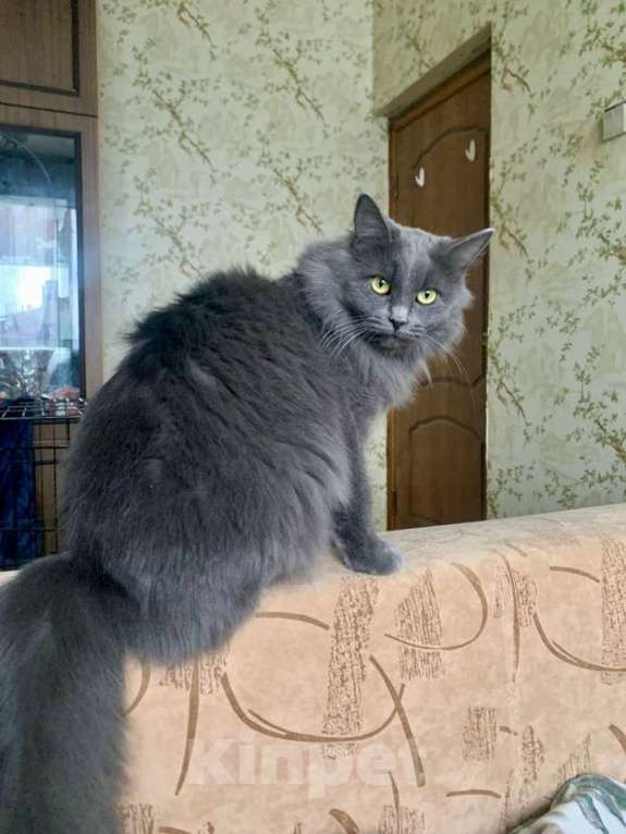 Кошки в Москве: Пушистая кошка в добрые руки Девочка, Бесплатно - фото 3