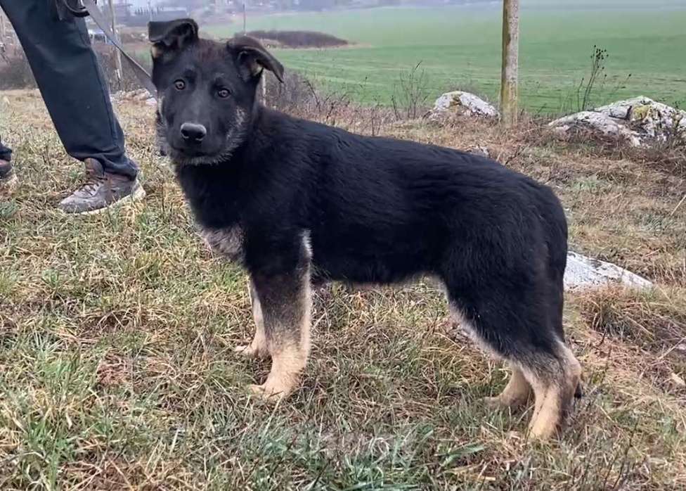 Собаки в других городах Крыма: Породистые щенки от чемпиона России Мальчик, 45 000 руб. - фото 5