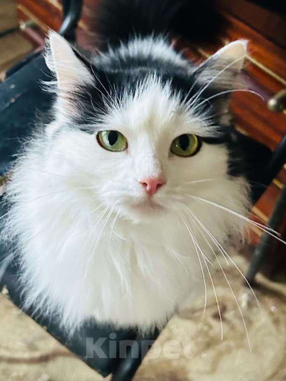 Кошки в Клине: Мася — возьмите красавицу под своё крыло Девочка, Бесплатно - фото 5