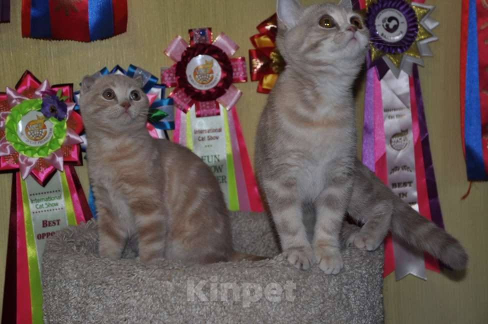 Кошки в Москве: Шотландские котята Мальчик, 8 000 руб. - фото 3