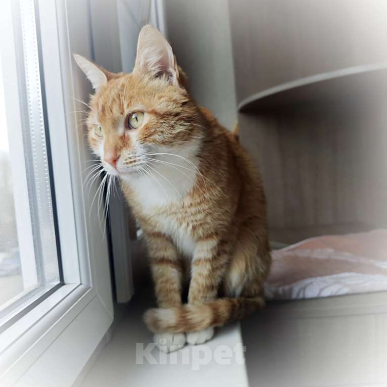 Кошки в Москве: Рыжик Мальчик, 1 руб. - фото 2