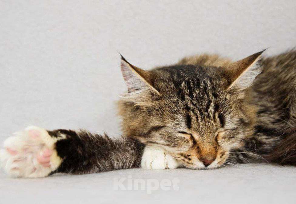 Кошки в Москве: Пушистая Бурка, кошка вашей мечты, у нас. Ждет вас. Девочка, Бесплатно - фото 2