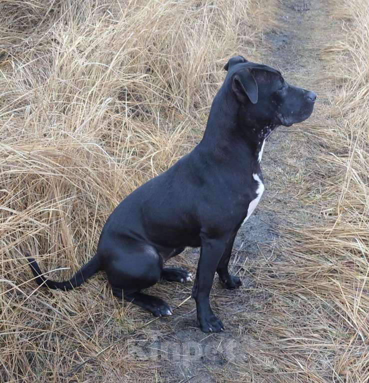 Собаки в Тамбове: Щенки американского питбультерьера Мальчик, 30 000 руб. - фото 4