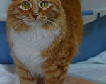 Кошки в Воронеже: Котик Принц ищет дом Мальчик, Бесплатно - фото 4