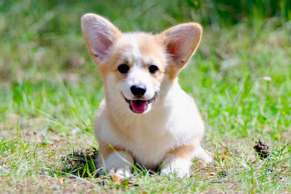 Собаки в Твери: Щенок вельш корги пемброк  Девочка, 100 000 руб. - фото 7