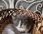 Кошки в Брянске: Котята  Мальчик, 100 руб. - фото 4