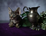 Кошки в Москве: Купить котенка Девон - рекс. Очаровательные кудряшки для вас. Девочка, Бесплатно - фото 8