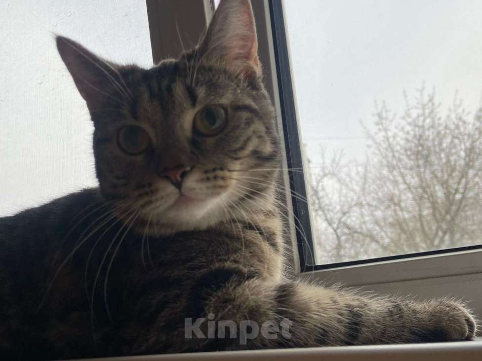 Кошки в Подольске: Отдам кошку в добрые руки  Девочка, Бесплатно - фото 2