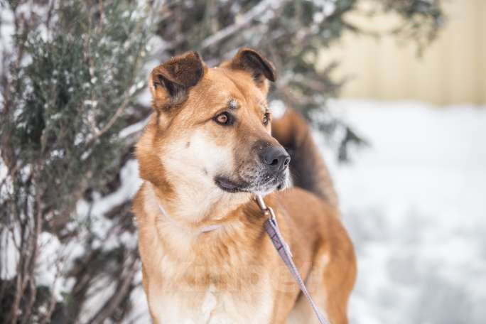Собаки в Москве: Ищете идеальную рыжую собаку? Их есть у нас! Мальчик, Бесплатно - фото 3