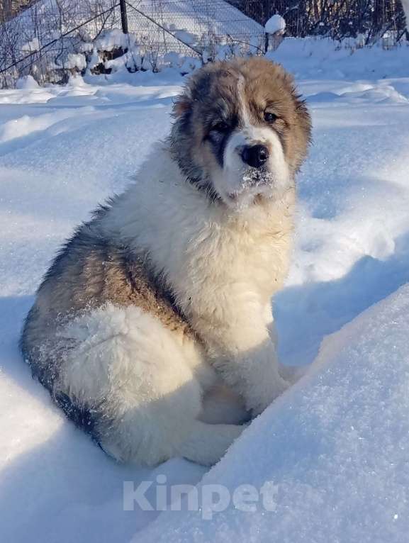 Собаки в Печоре: Девочка САО Девочка, 40 000 руб. - фото 6