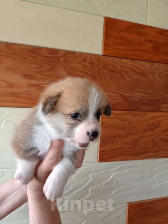 Собаки в Новосибирске: Щенки вельш корги пемброк  Девочка, Бесплатно - фото 4