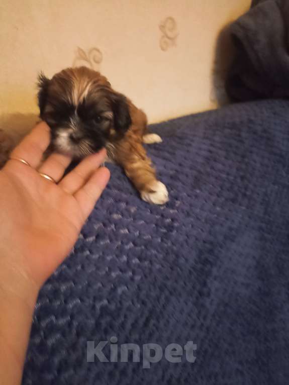 Собаки в Чехове-2: Ши-тцу Мальчик, 25 000 руб. - фото 2