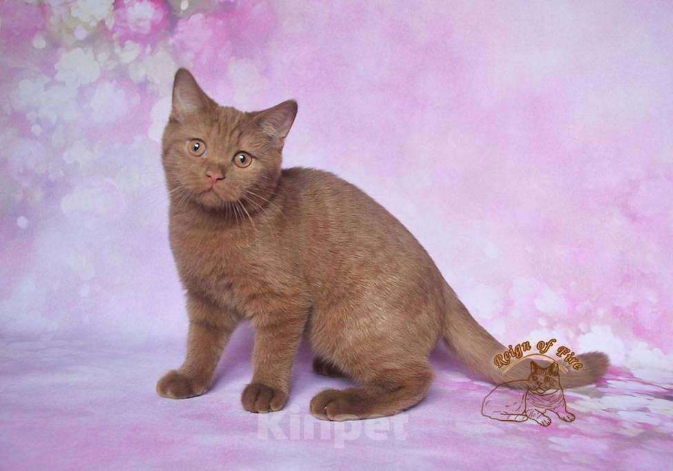 Кошки в Краснодаре: Британский котик к/ш Мальчик, Бесплатно - фото 2