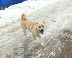 Собаки в Санкт-Петербурге: На сто процентов дружелюбный и добродушный пёс Мальчик, Бесплатно - фото 8