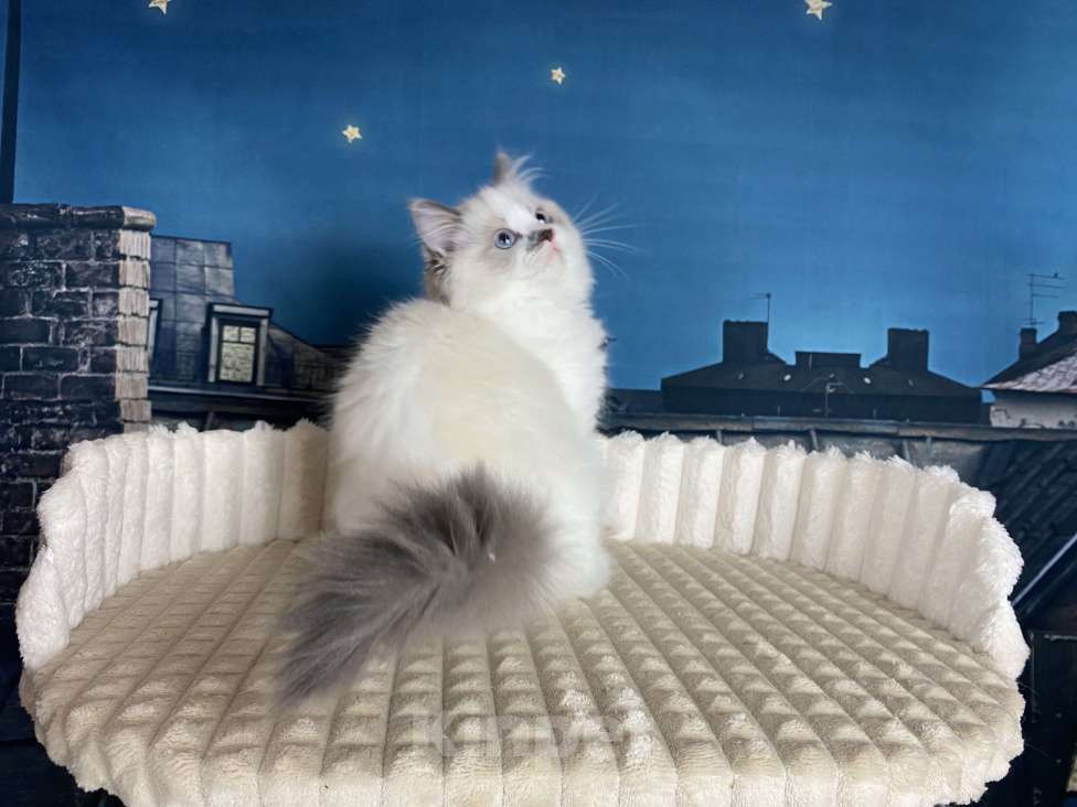 Кошки в Санкт-Петербурге: Котенок рэгдолл Девочка, 55 000 руб. - фото 2