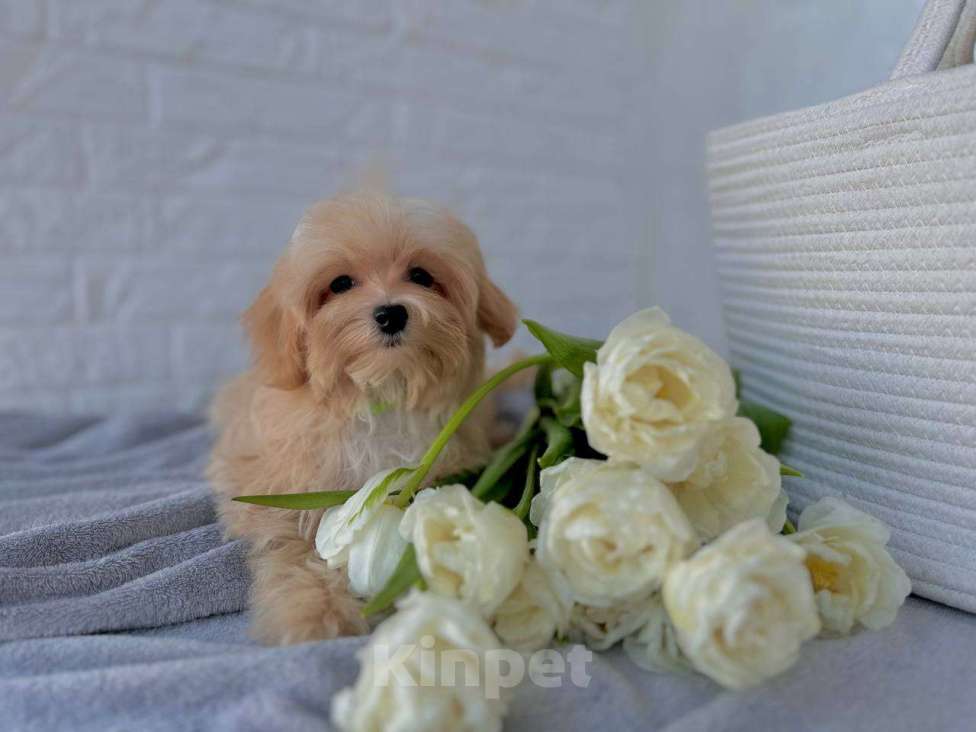 Собаки в Калининграде: Мальтипу девочка мини Девочка, 80 000 руб. - фото 2