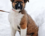 Собаки в Москве: Замечательный красавец, домашний щенок Мишутка в добрые руки Мальчик, 10 руб. - фото 1