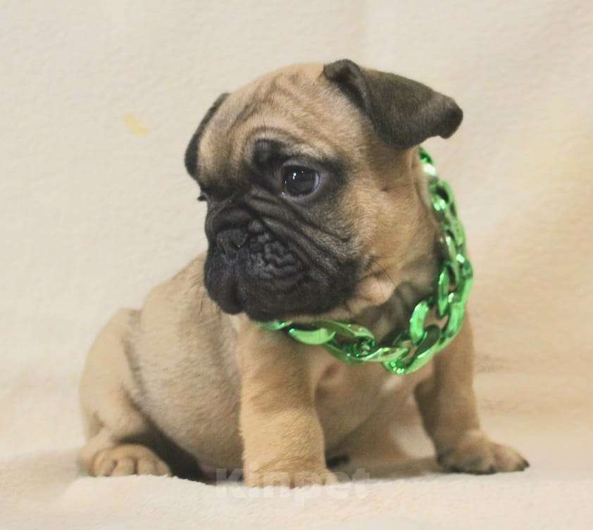 Собаки в Москве: Щенки Французики Мальчик, 130 000 руб. - фото 5