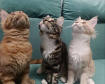 Кошки в Симферополе: Котята Мейн-кун Девочка, 20 000 руб. - фото 4