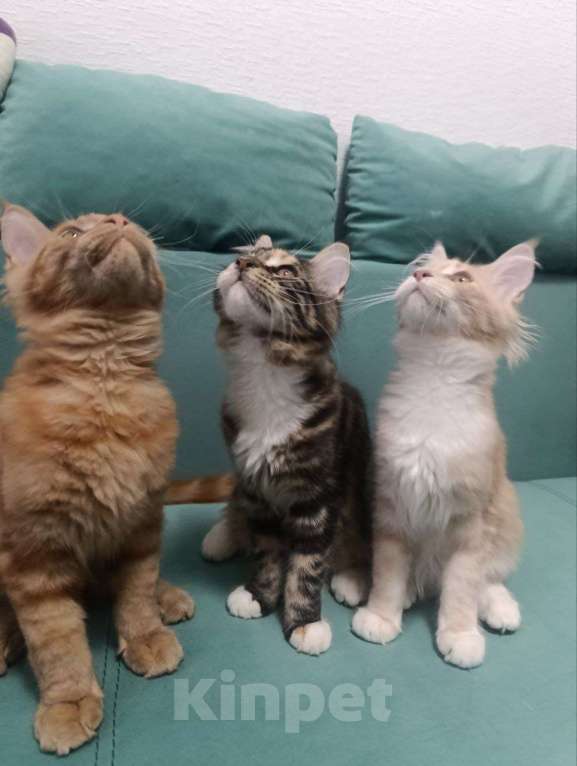 Кошки в Симферополе: Котята Мейн-кун Девочка, 20 000 руб. - фото 4