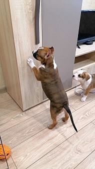 Шикарная малышка амстаффа