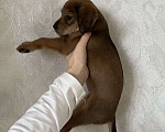Собаки в Краснодаре: Щенок эстонской гончей  Девочка, 1 000 руб. - фото 3