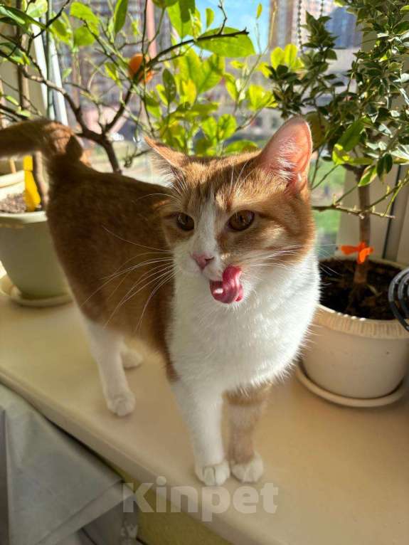 Кошки в Москве: Кошечка Фокси в добрые руки  Девочка, Бесплатно - фото 4