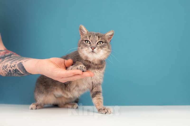 Кошки в Москве: Молодая красавица-кошка с подводкой на глазах Графиня Шишкина Девочка, Бесплатно - фото 2