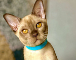 Кошки в Москве: Бурманский котенок мальчик. Готов к переезду!😻 Мальчик, 80 000 руб. - фото 1