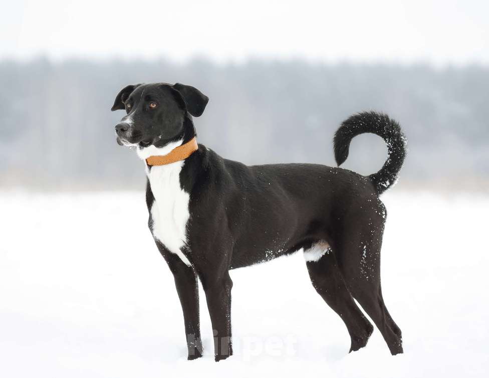 Собаки в Ореховом-Зуево: Агат в надёжные руки Мальчик, Бесплатно - фото 2