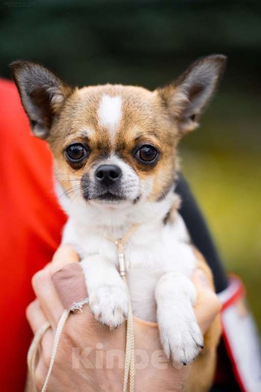 Собаки в Ярославле: Подрощенный щенок чихуахуа Мальчик, 40 000 руб. - фото 1