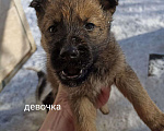 Собаки в Отрадном: В добрые руки Девочка, Бесплатно - фото 1