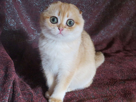 роскошная золотая шиншилла