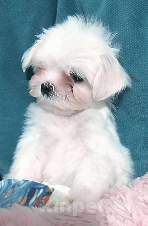 Собаки в Москве: Щенки мальтезе Мальчик, 45 000 руб. - фото 2