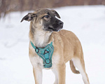 Собаки в Москве: Нежный щенок из приюта в дар! Мальчик, Бесплатно - фото 3