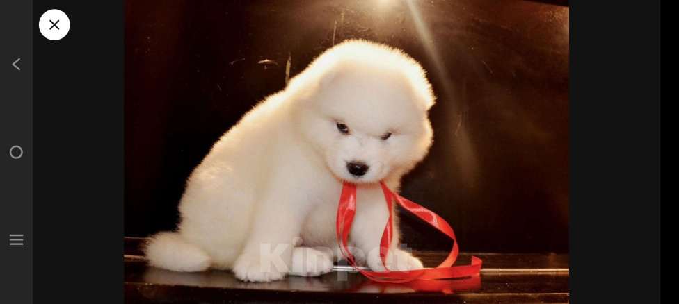 Собаки в Москве: Самоедики Разнополые, 35 000 руб. - фото 2