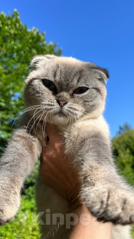 Кошки в Геленджике: Даром отдам шотландскую кошечку Девочка, Бесплатно - фото 3