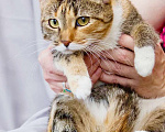 Кошки в Москве: Чудесная трехцветная кошечка Моника в добрые руки Девочка, Бесплатно - фото 6
