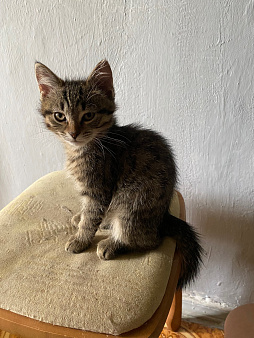 Котика бесплатно отдам в добрые руки