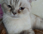 Кошки в Арзамасе: Голубоглазый кот, 4 руб. - фото 2