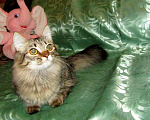 Кошки в Оленегорске: Котик короткие лапки, 10 000 руб. - фото 1