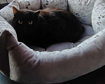 Кошки в Королеве: Кошечка подросток Ночка, в добрые руки Девочка, Бесплатно - фото 5