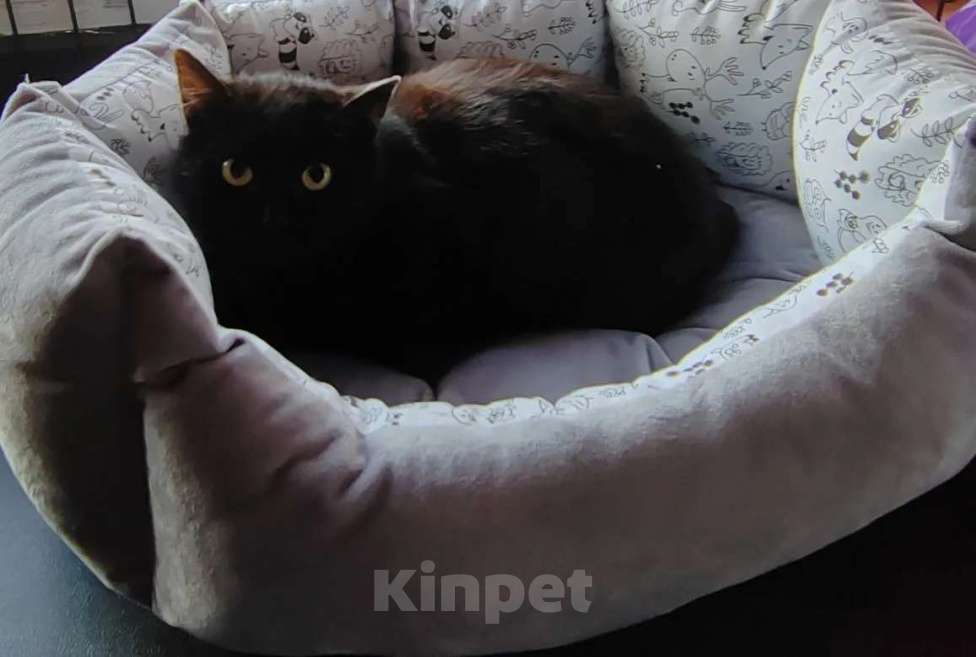 Кошки в Королеве: Кошечка подросток Ночка, в добрые руки Девочка, Бесплатно - фото 5